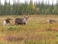 Kola_034.jpg