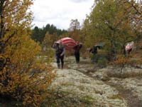 Kola_075.jpg