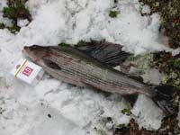 kola_130.jpg